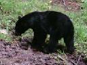 The Bear That Tore Up My Hunting Blind!
